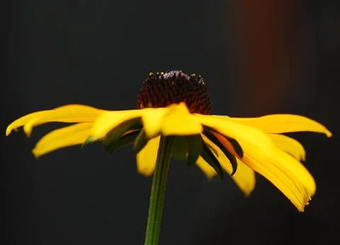 Yellow flower Stock Photos