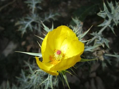 Yellow flower Stock Photos