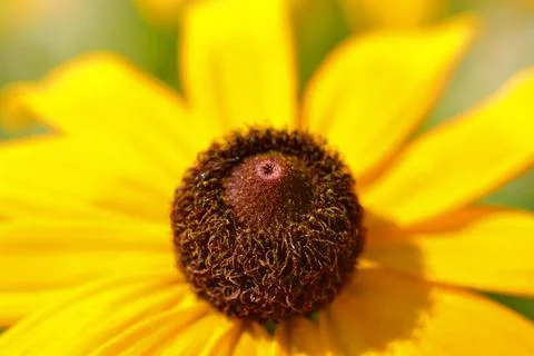 Yellow Flower Stock Photos