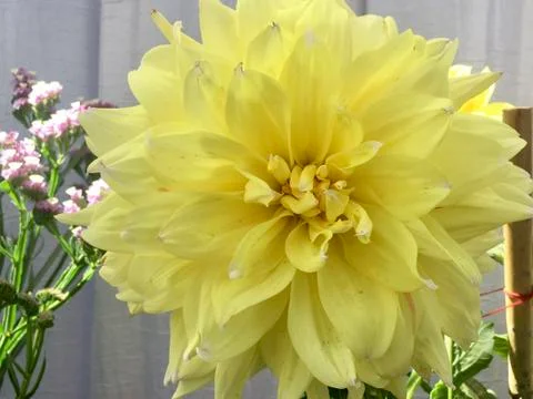 Yellow Flower Stock Photos