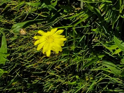 Yellow Flower Stock Photos