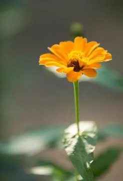 Yellow flower 库存照片