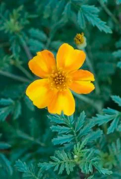 Yellow flower 스톡 사진