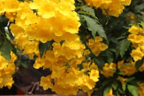 Yellow flower Stock-Fotos