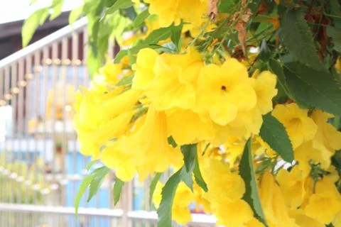 Yellow flower Stock-Fotos