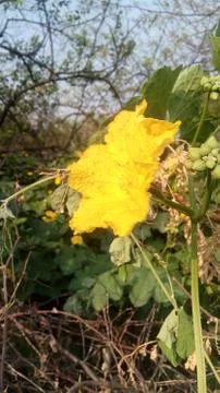 This is yellow flower Stock Photos