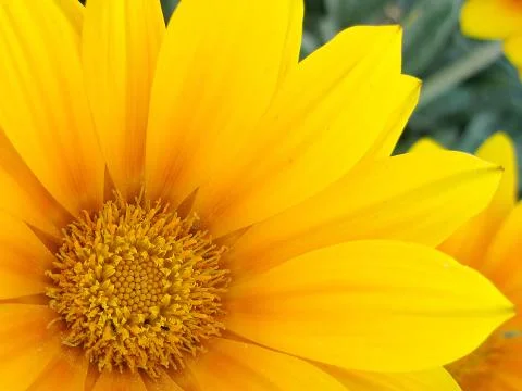 Yellow flower Stock Photos