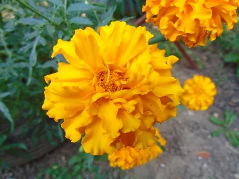Yellow flower 写真素材