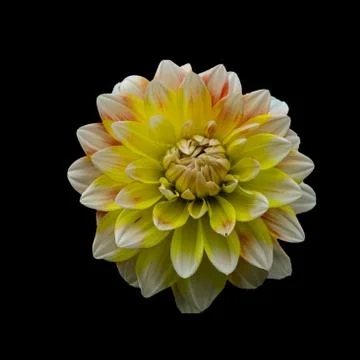 Yellow flower Foto stock