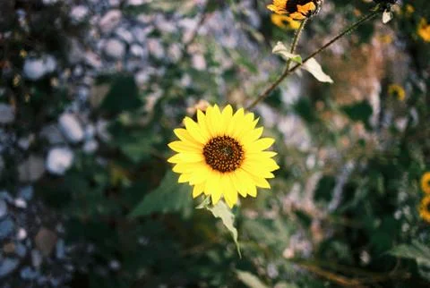 Yellow flower Stock Photos