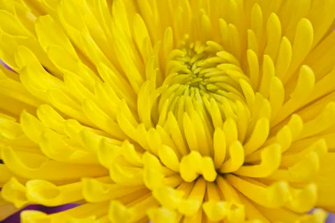 Yellow Flower Stock Photos