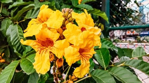 Yellow flower Stock Photos