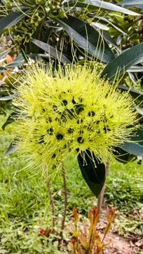 Yellow flower Stock Photos