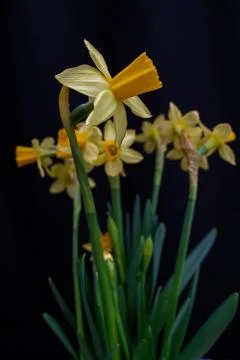 Yellow flower Foto stock