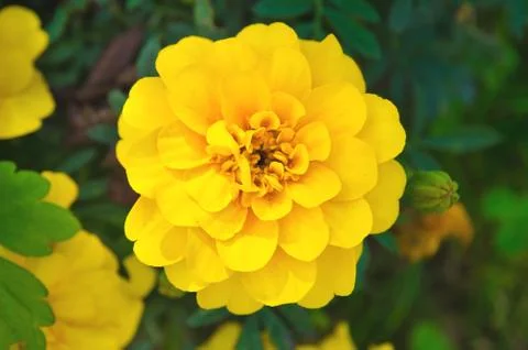 Yellow flower Stock Photos