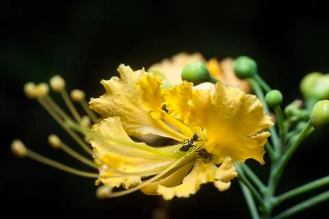 YELLOW FLOWER Stock Photos