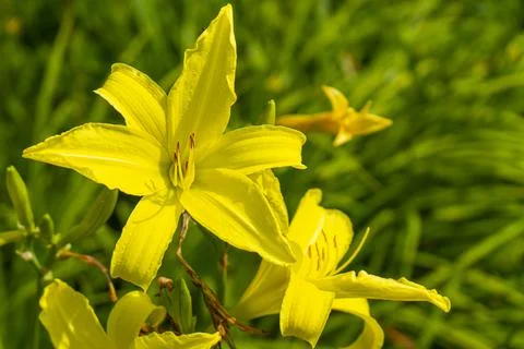 Yellow  flower Stock Photos