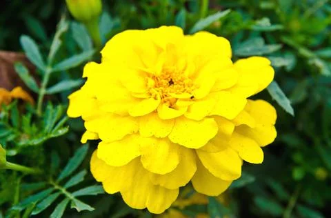 Yellow flower Stock Photos