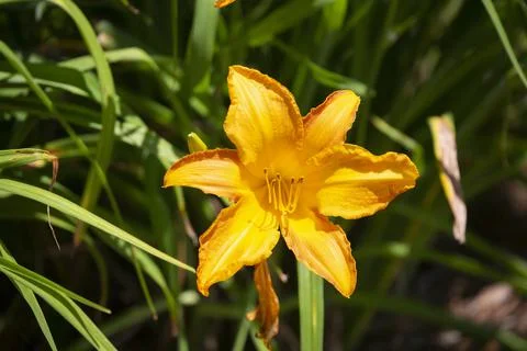 Yellow Flower Stock Photos