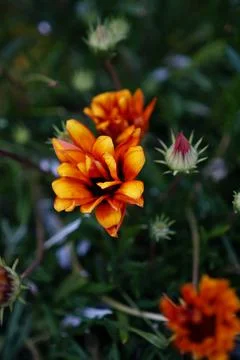 Yellow flower 스톡 사진