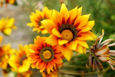 Yellow flower 스톡 사진