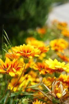 Yellow flower 스톡 사진