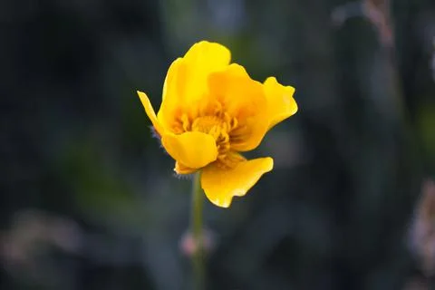 Yellow flower Stock Photos