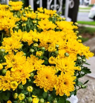 Yellow flower Stock Photos