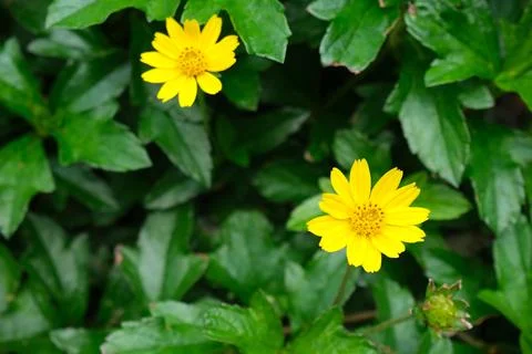 Yellow flower Stock Photos