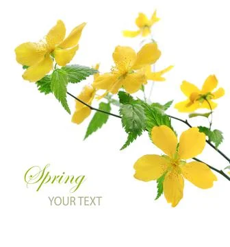 Yellow flower Foto stock