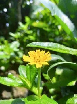 Yellow Flower Stock Photos