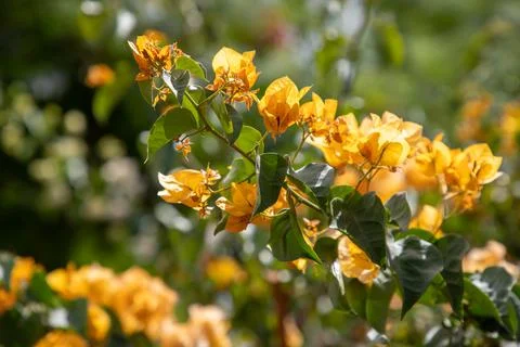 The yellow flower Foto stock