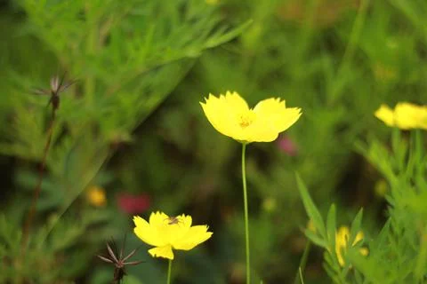 Yellow flower Stock Photos