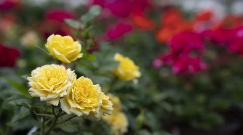 Yellow flower . Stock Photos