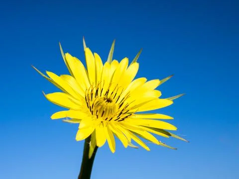 Yellow flower Stock Photos
