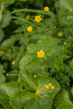 Yellow flower Stock Photos
