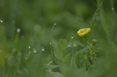 Yellow Flower Stock Photos