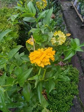 A yellow flower Stock Photos