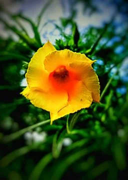 Yellow Flower Stock Photos