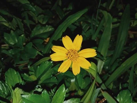 A Yellow Flower Stock Photos