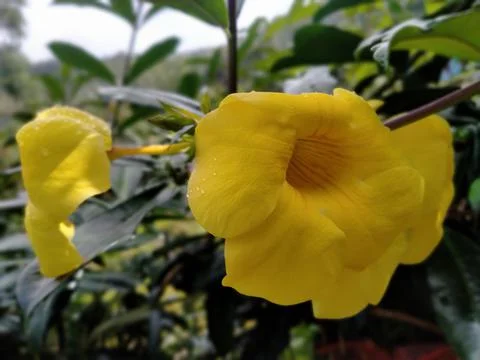 Yellow Flower Stock Photos