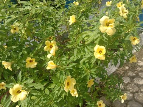 Yellow Flower Stock Photos
