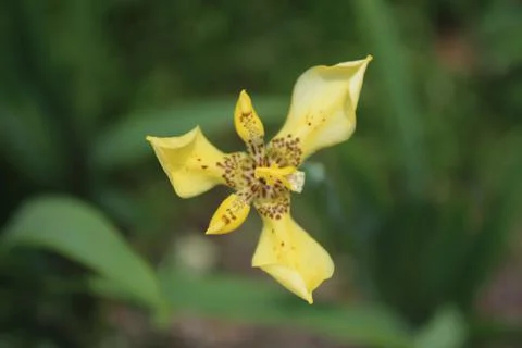Yellow flower 写真素材