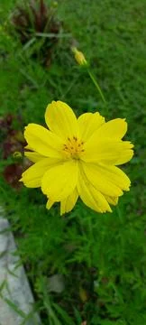 Yellow flower Stock Photos