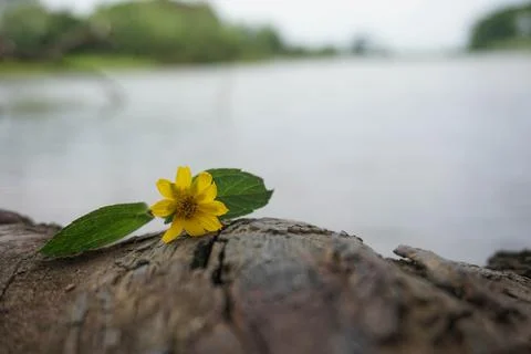 Yellow flower Stock Photos