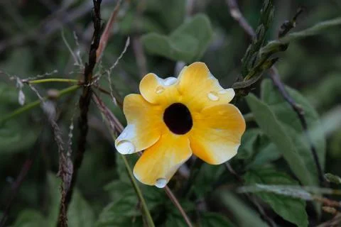Yellow Flower Stock Photos