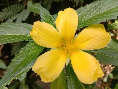 Yellow flower Stock Photos