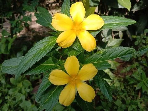 Yellow flower Stock Photos