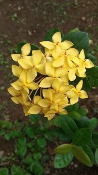 Yellow Flower 写真素材
