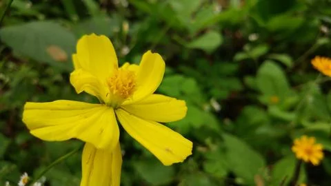 The yellow flower Stock Photos